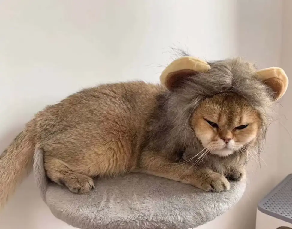 hadiah rambut kucing untuk si comel