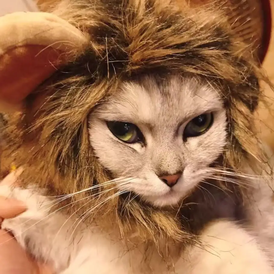 kucing yang kurang gembira dengan rambut singa