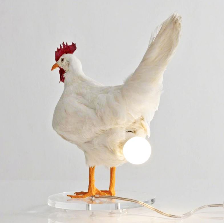 Lampu Telur Ayam Taxidermy